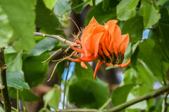 Erythrina poeppigiana