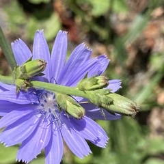 Cichorium intybus intybus