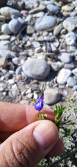 Salvia thymoides