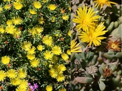 Malephora latipetala