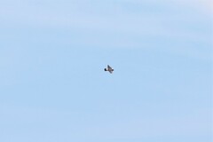 Artamus leucorynchus