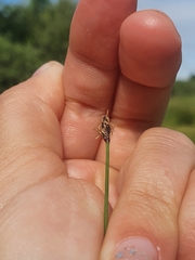 Eleocharis uniglumis