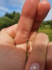 Eleocharis uniglumis