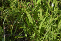 Calopogon tuberosus tuberosus