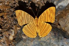 Chersonesia intermedia