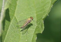 Chrysopilus asiliformis