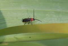Silis ruficollis