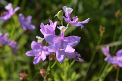 Calopogon tuberosus tuberosus