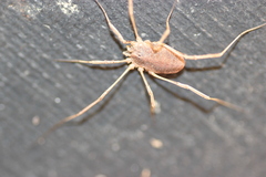 Odiellus troguloides