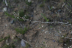 Berteroa incana