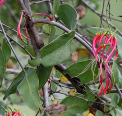 Dendrophthoe falcata