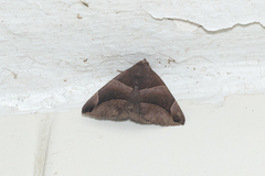 Bastilla maturescens