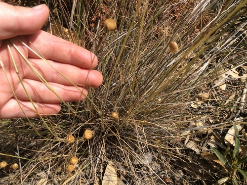 Rytidosperma penicillatum