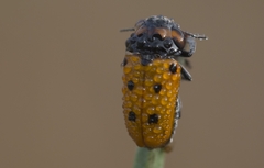 Tituboea sexmaculata