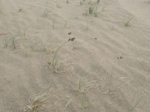 Image of Carex sabulosa by no rights reserved