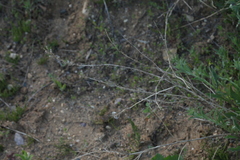 Berteroa incana