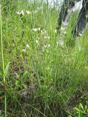 Eremogone longifolia