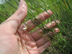 Eremogone longifolia