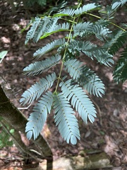 Enterolobium contortisiliquum