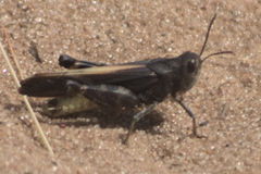 Arphia conspersa