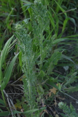 Sisymbrium loeselii