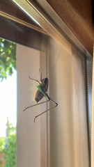 Eupholidoptera smyrnensis