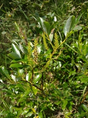 Salix glabra