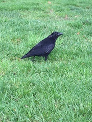 Corvus brachyrhynchos