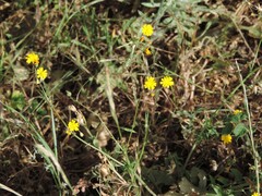 Crepis neglecta