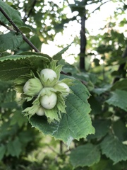 Corylus avellana