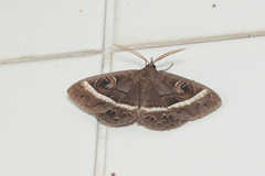 Metopta rectifasciata