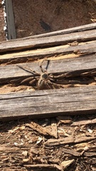 Polybetes pythagoricus