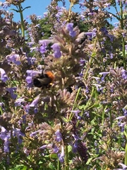 Bombus