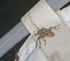 Aegomorphus modestus