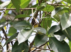 Anthreptes malacensis