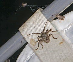 Aegomorphus modestus