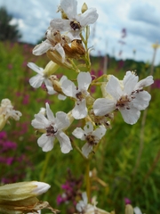 Microbotryum lagerheimii