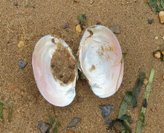 Atlanticoncha ochracea