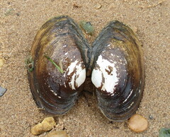 Atlanticoncha ochracea