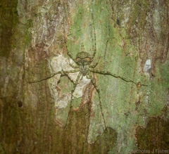 Tamopsis tweedensis