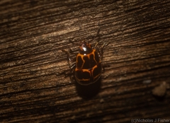 Episcaphula tamburinea