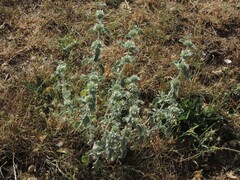 Marrubium incanum