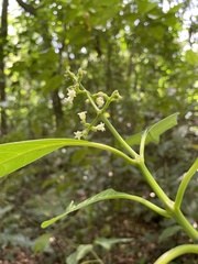 Palicourea brachiata