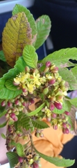 Davilla rugosa