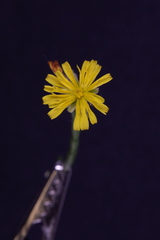 Crepis zacintha