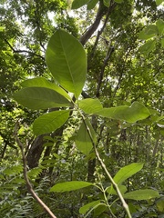 Palicourea brachiata