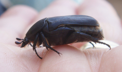 Protaetia opaca