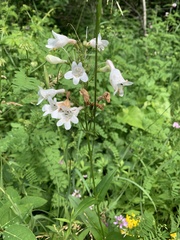 Penstemon digitalis