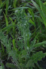 Sisymbrium loeselii