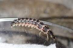 Micronaspis floridana